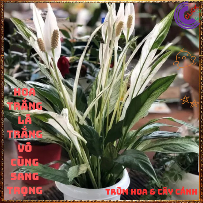 Chậu HOA LAN Ý CẨM THẠCH hoa trắng lá trắng cực kỳ sang trọng ️📬 Hoa Mười Giờ Bonsai & Phụ Kiện