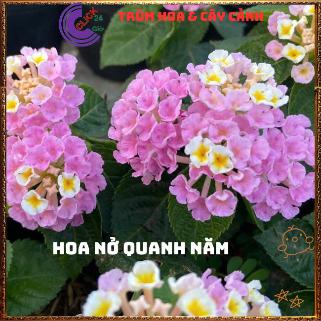 Chậu hoa ngũ sắc HỒNG KEM PASTEL bụi lùn siêu hoa thơm ngát⏳ TRÙM HOA VÀ CÂY CẢNH