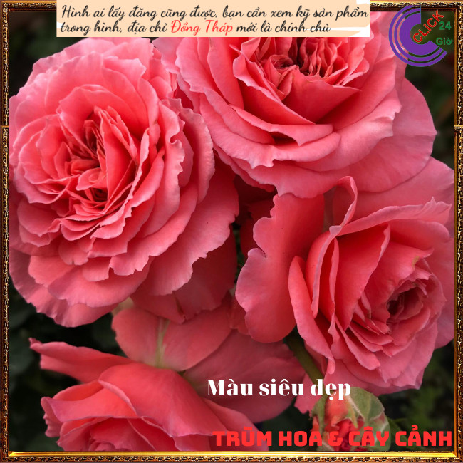 Chậu hoa hồng Laurent cam hồng to đẹp️💄TRÙM HOA VÀ CÂY CẢNH