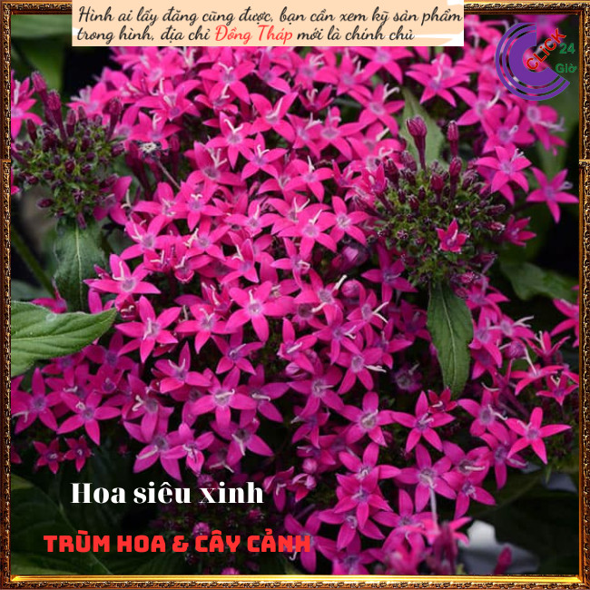Chậu hoa diễm châu tím siêng hoa ️💄TRÙM HOA VÀ CÂY CẢNH