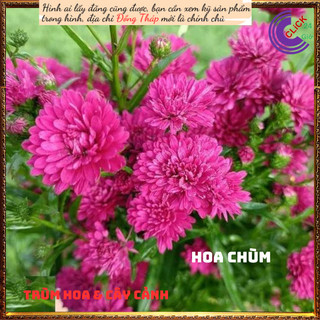 Chậu hoa thạch thảo đỏ hoa quanh năm⏳SHOP PP ONLINE CLICK 24 GIỜ