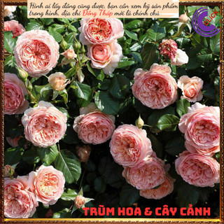 Chậu hoa hồng Masora cam mơ siêu đẹp ⏰Yêu Nhà Yêu Hoa