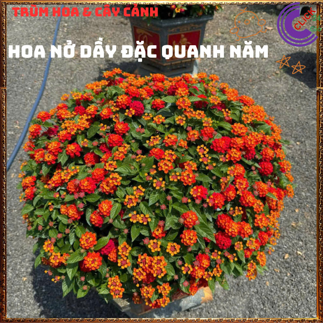 Chậu hoa ngũ sắc ĐỎ RUBY rực rỡ siêu đẹp thơm ngát quanh năm⏳Hoa Mười Giờ Bonsai & Phụ Kiện