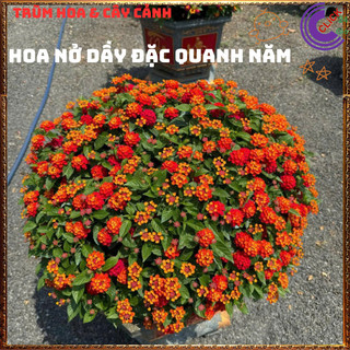 Chậu hoa ngũ sắc ĐỎ RUBY rực rỡ siêu đẹp thơm ngát quanh năm️🔖Làng Hoa Sa Đéc