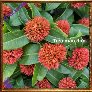 Hoa trang Đỏ baby giống hoa mẫu đơn lạ 🎚 Siêu Thị Hoa Và Cây Giống