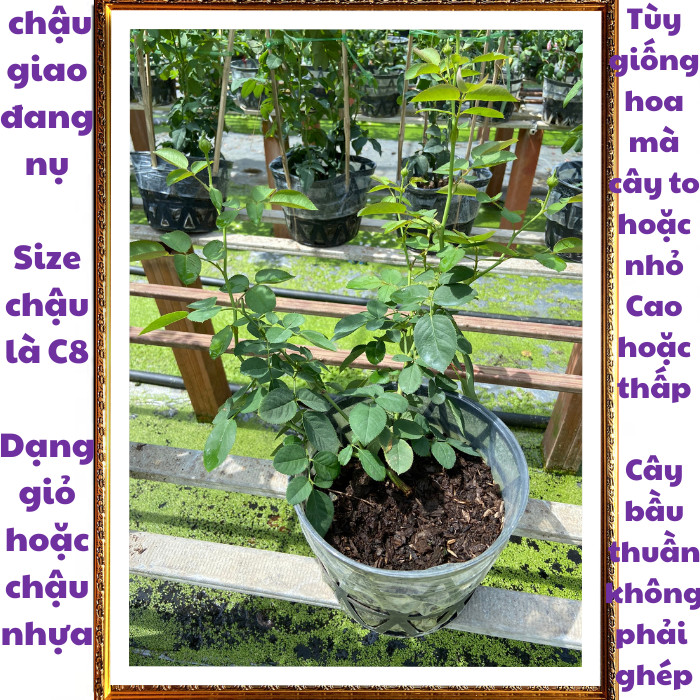 Chậu hoa hồng leo mơ Abraham Darby ️💄TRÙM HOA VÀ CÂY CẢNH