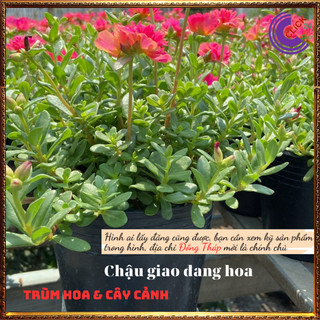 Chậu sam hoa hồng rực rỡ mỗi ngày ⏳SHOP PP ONLINE CLICK 24 GIỜ
