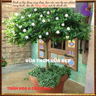 Cây hoa Bạch Thiên Hương Hoa Lài Lá Lớn Chậu Lớn Cây Cao Thơm Ngát 🕹 SHOP PP ONLINE CLICK 24 GIỜ