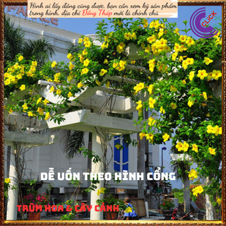 Cây hoa Huỳnh anh Vàng Quỳnh Anh lớn ✳️MiMa market