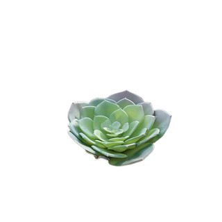 Đầu hoa cây mọng nước Cây xanh