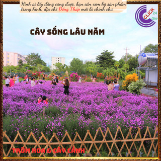Chậu hoa cúc thạch thảo kép tím to ⏰ Yêu Nhà Yêu Hoa