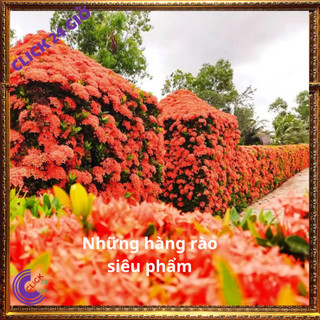 Chậu hoa mẫu đơn đỏ giống hoa trang làm hàng rào công trình 🖱 SHOP PP ONLINE CLICK 24 GIỜ