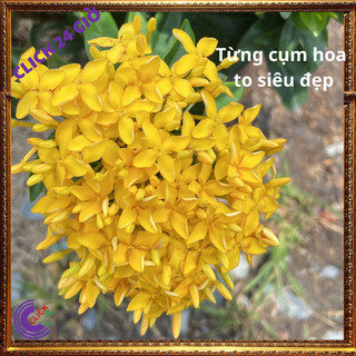 Hoa trang VÀNG giống hoa mẫu đơn VÀNG CỐM lá nhỏ hoa to đẹp tuyệt vời🖲 Siêu Thị Hoa Và Cây Giống