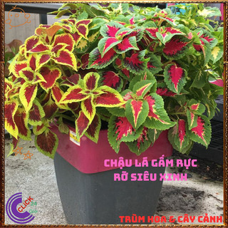 Combo 6 Chậu Lá Gấm 6 Màu Rực Rỡ Sắc Màu Tuyệt Đẹp Tía Tô Cảnh Mới ️🌭 Làng Hoa Sa Đéc