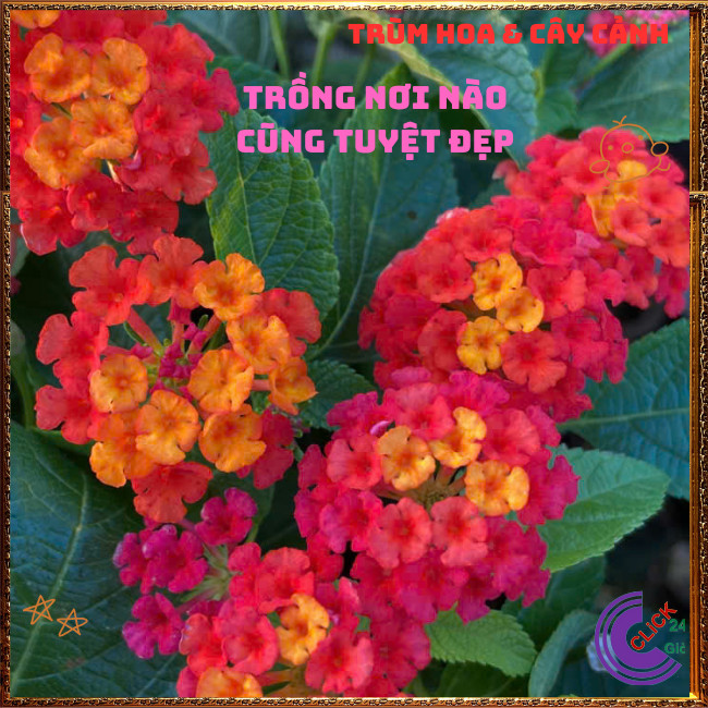 Chậu hoa ngũ sắc ĐỎ RUBY tuyệt đẹp siêu hoa thơm ngát quanh năm⏳ TRÙM HOA VÀ CÂY CẢNH