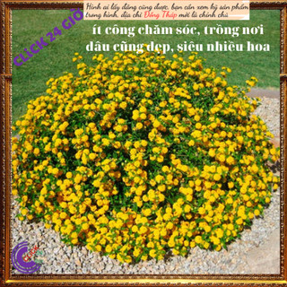 Chậu hoa ngũ sắc vàngngọc hoa trâm ổi⏳SHOP PP ONLINE CLICK 24 GIỜ