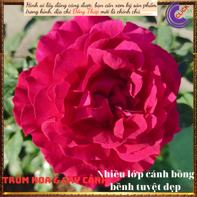 Chậu hoa hồng Janice Kellogg Siêu to 💍Hoa Mười Giờ Bonsai & Phụ Kiện