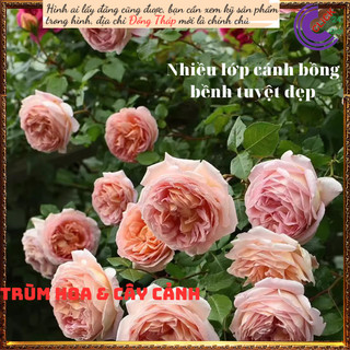 Chậu hoa hồng leo mơ Abraham Darby ⏰Yêu Nhà Yêu Hoa