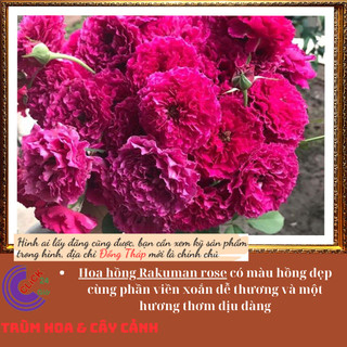 Chậu hoa hồng Ramukan HỒNG VIỀN XOẮN ⏰Yêu Nhà Yêu Hoa