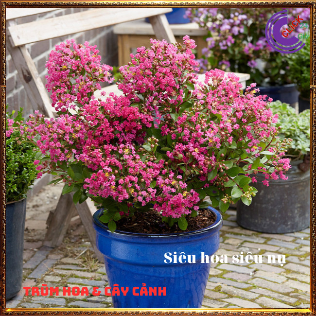 Cây tường vi hoa hồng đậm siêu hoa hoa to đẹp ngất ngây⏰ Hoa Mười Giờ Bonsai & Phụ Kiện