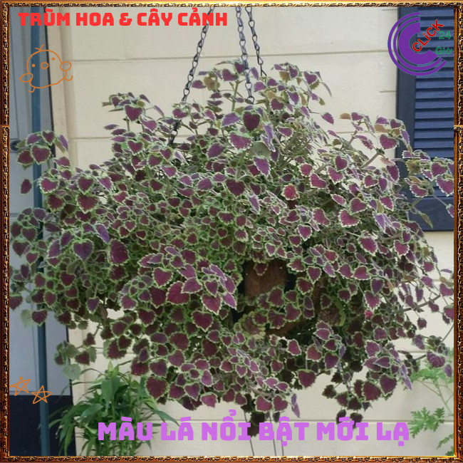 Chậu cây Lá Gấm ĐỒNG XU PHÚ THẠCH màu sắc lạ mắt sang trọng️🎊  Hoa Mười Giờ Bonsai & Phụ Kiện