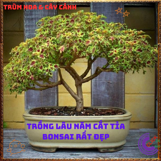 Chậu cây Lá Gấm ĐỒNG XU PHÚ THẠCH màu sắc lạ mắt sang trọng️🎊  Hoa Mười Giờ Bonsai & Phụ Kiện