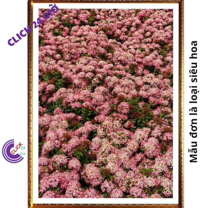 Chậu hoa mẫu đơn HỒNG giống hoa trang lá nhỏ hoa to được yêu thích💽 MM Market