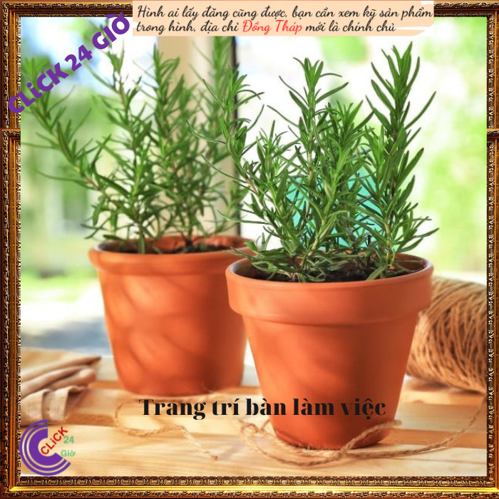 Chậu hương thảo Lớn hương thơm dễ chịu nhiều công dụng 💡 MM Market
