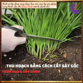 Chậu giống rau hẹ ta lá nhỏ rất thơm ⏳SHOP PP ONLINE CLICK 24 GIỜ