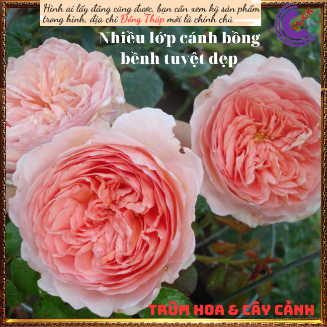 Chậu hoa hồng leo mơ Abraham Darby ️💄TRÙM HOA VÀ CÂY CẢNH
