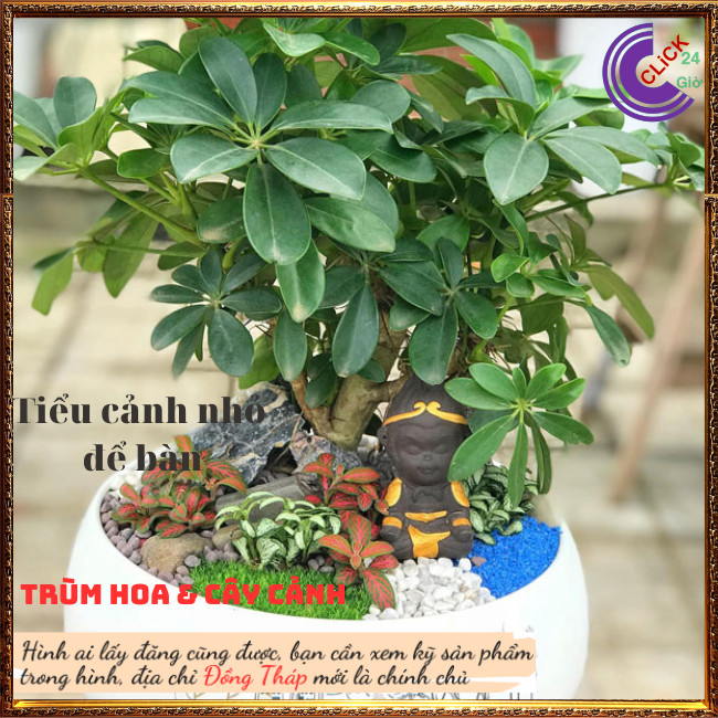 Cây Xuyên gia bì Hút tài lộc vượng khí ngũ gia bì cây dược liệu quý ⏰ Hoa Mười Giờ Bonsai & Phụ Kiện
