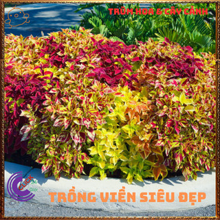 Chậu LÁ GẤM TÍA TÔ CẢNH màu quạt 7 sắc đổi màu siêu phẩm trồng nền️📩 Siêu Thị Hoa Và Cây Giống