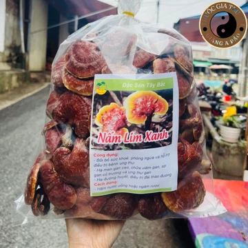 Nấm lim xanh rừng tự nhiên Tây Bắc mọc trên thân gốc lim xanh đã mục. Nấm lim, linh chi sừng hươu, linh chi đỏ ngâm rượu