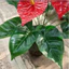 CATIYAHA Cây xanh Anthurium giả, Bàn tay đỏ nhân tạo bằng nhựa 35 / 50CM, Mô phỏng cây thảo mộc lớn Trang trí phòng khách Anthurium