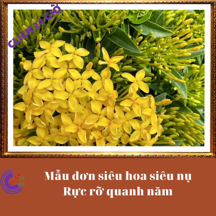 Chậu hoa mẫu đơn VÀNG CỐM giống hoa trang lá nhỏ hoa to🔅 MM Market