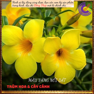Cây hoa Huỳnh anh Vàng Quỳnh Anh lớn ✳️MiMa market