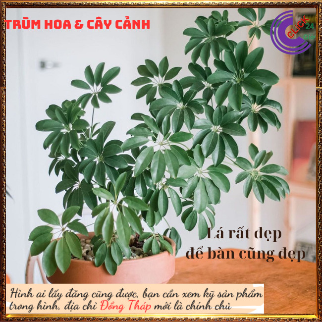 Cây Xuyên gia bì Hút tài lộc vượng khí ngũ gia bì cây dược liệu quý ⏰ Hoa Mười Giờ Bonsai & Phụ Kiện