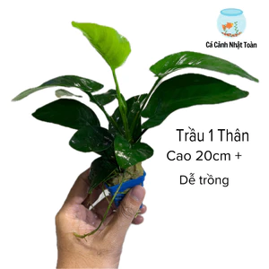 Trầu Bà 1 Thân Cây Thủy Sinh - Đẹp Dễ Sống cho hồ thuỷ sinh