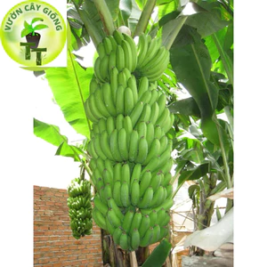 Cây Chuối Laba - Và chuối siêu lùn - Giống Nuôi Cấy Mô - Giống Chuối Laba Sinh Trưởng Nhanh, Năng Suất Cao