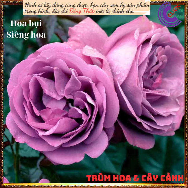 Chậu hoa hồng tím Thank You Siêu Lạ ️💄TRÙM HOA VÀ CÂY CẢNH