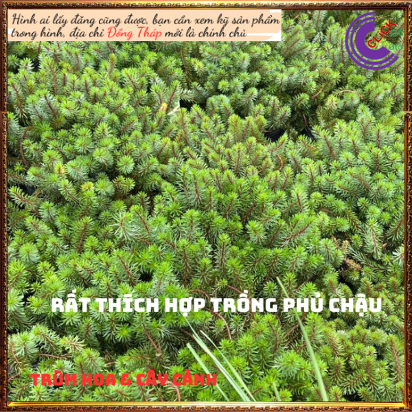 Chậu hoa mười giờ khổng tước trồng nền🍉 TRÙM HOA VÀ CÂY CẢNH