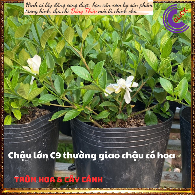 Cây hoa Bạch Thiên Hương Hoa Lài Lá Lớn Chậu Lớn Cây Cao Thơm Ngát  Siêu Dễ Trồng💾 TRÙM HOA VÀ CÂY CẢNH