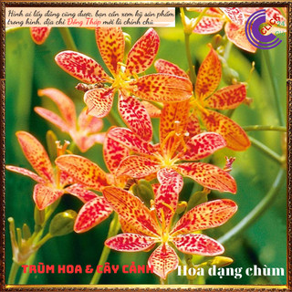 Cây rẻ quạt vừa đẹp vừa làm thuốc viêm họng cây dẻ quạt cây xạ can ️️🥁 MiMa market