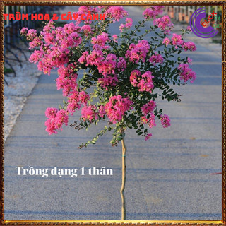 Cây tường vi hoa hồng siêu hoa hoa to nở lâu 3 tháng màu ngọt ngào ⏰ Hoa Mười Giờ Bonsai & Phụ Kiện