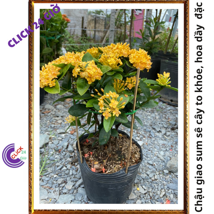 Chậu hoa mẫu đơn VÀNG giống hoa trang lá to hoa to đẹp rạng ngời ☎ MM Market
