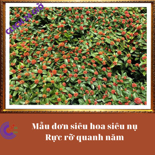 Hoa trang Đỏ baby giống hoa mẫu đơn lạ 🎚 Siêu Thị Hoa Và Cây Giống
