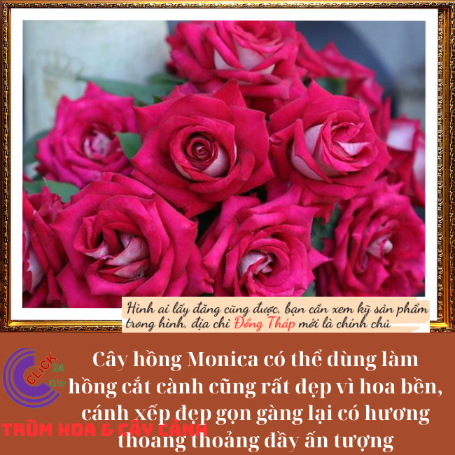 Chậu hoa hồng MONICA 2 màu độc đáo ️💄TRÙM HOA VÀ CÂY CẢNH