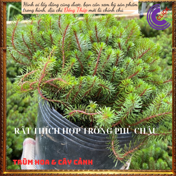 Chậu hoa mười giờ khổng tước trồng nền🍇 Hoa Mười Giờ Bonsai & Phụ Kiện