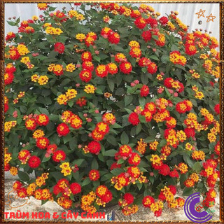 Chậu hoa ngũ sắc ĐỎ NHẬT tuyệt đẹp siêng hoa thơm quanh năm️💎Yêu Nhà Yêu Hoa