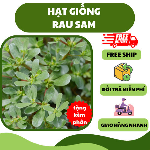 Hạt giống rau sam gói 1g- hàng nhập khẩu- h2t farm | Shopee Việt Nam